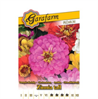 GF. PRÉMIUM VIRÁGMAG POMPÁS RÉZVIRÁG KALIFORNIAI ÓRIÁS SZÍNKEVERÉK (10)