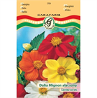 GF. VIRÁGMAG DÁLIA MIGNON SZÍNKEVERÉK (10)